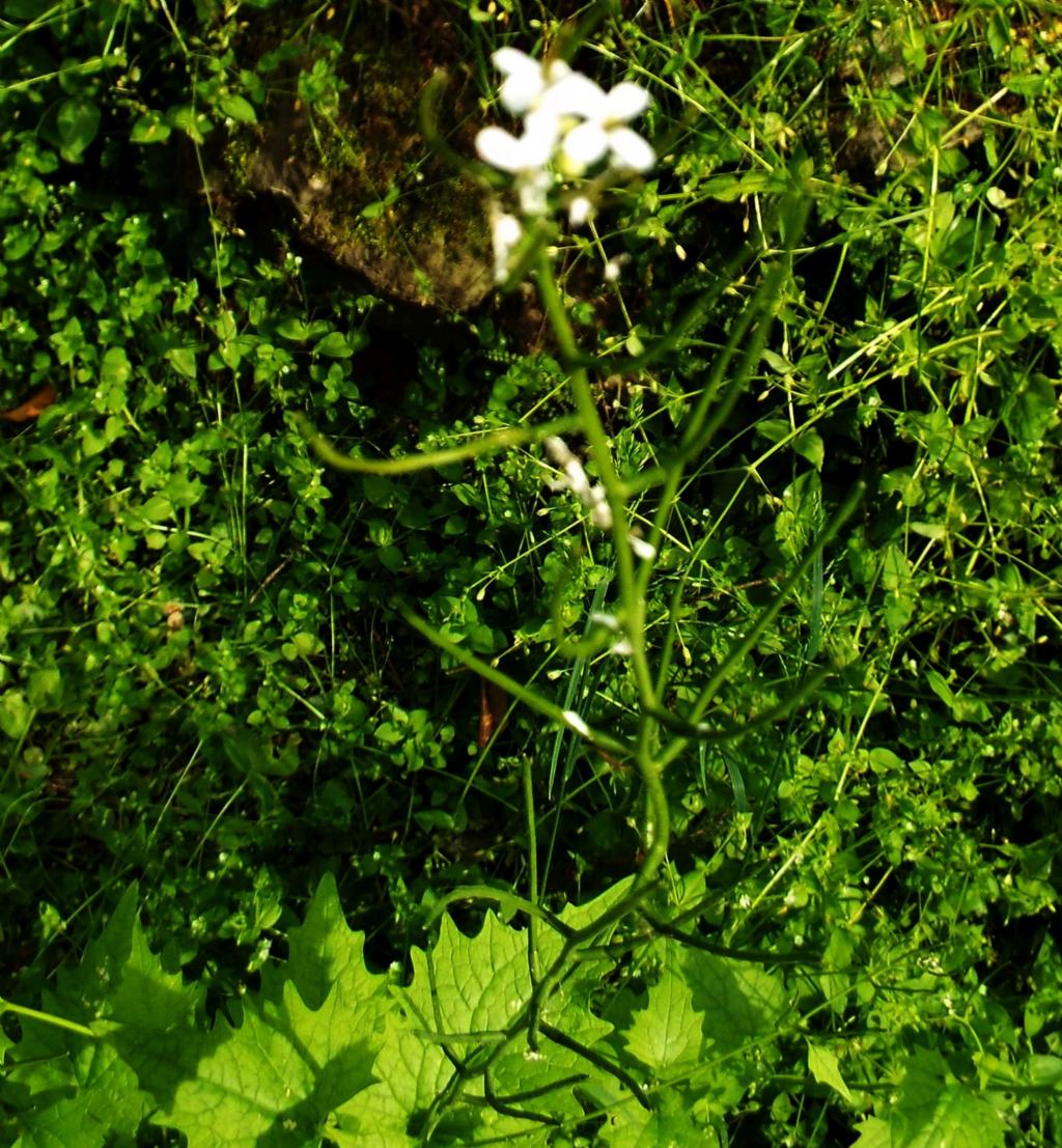 Alliaria petiolata  (Brassicaceae)