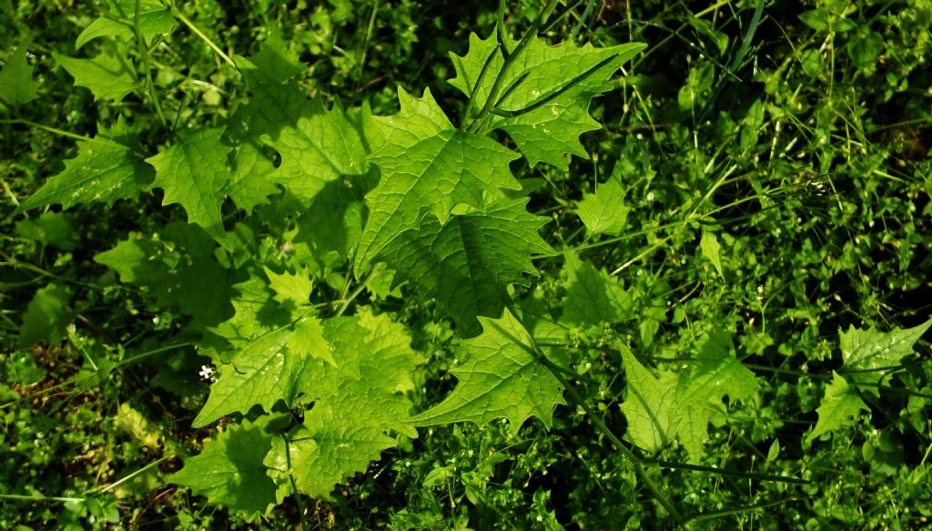 Alliaria petiolata  (Brassicaceae)