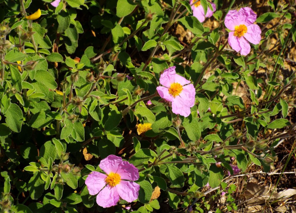 Cistus creticus subsp. eriocephalus (Malvales - Cistaceae)