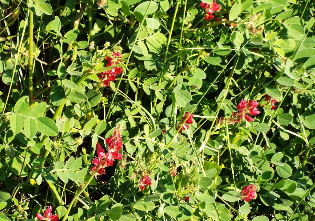 Sulla coronaria  (Fabaceae)