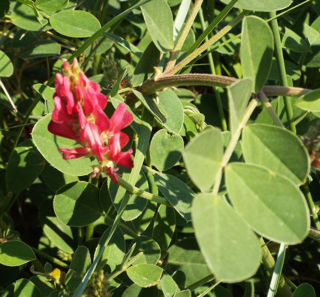 Sulla coronaria  (Fabaceae)