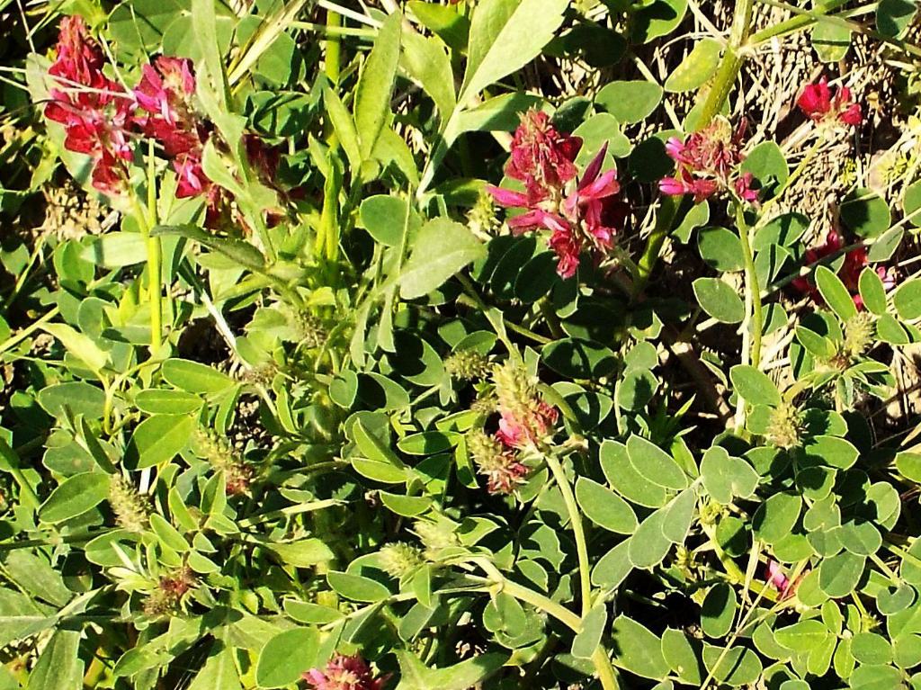 Sulla coronaria  (Fabaceae)