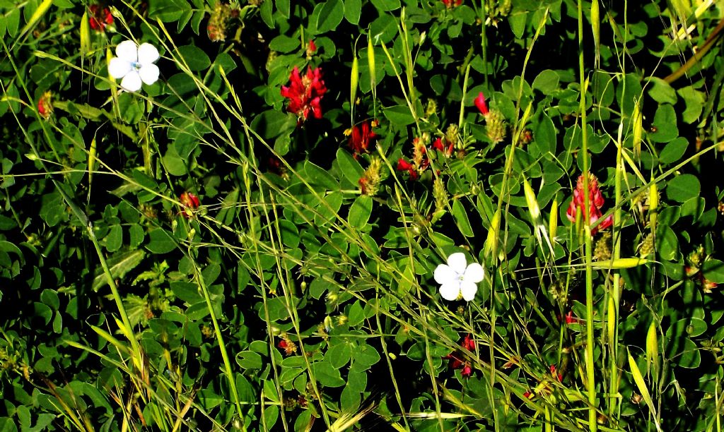 E'' un Linum?    S,  Linum bienne (Malpighiales - Linaceae)