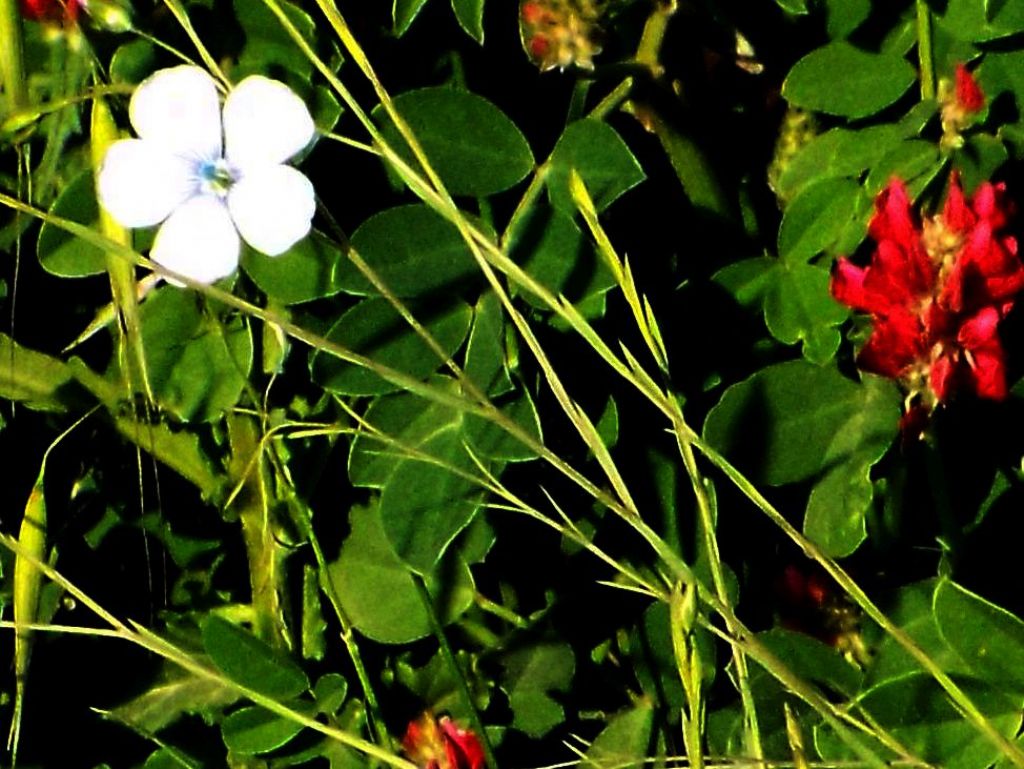 E'' un Linum?    S,  Linum bienne (Malpighiales - Linaceae)