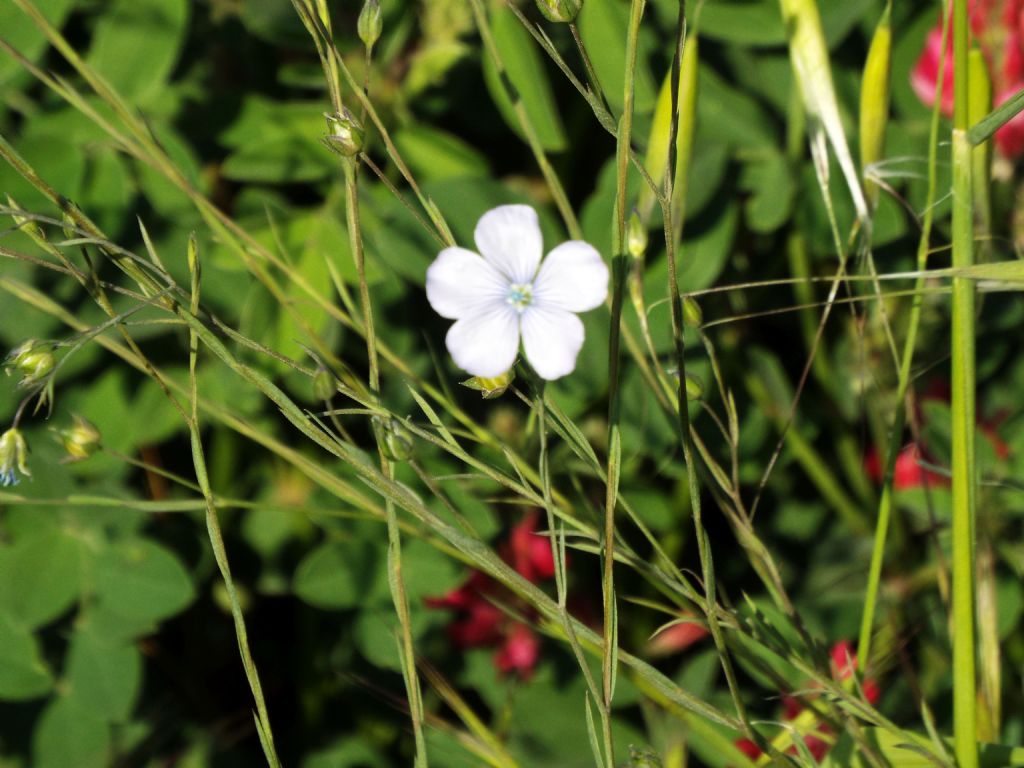 E'' un Linum?    S,  Linum bienne (Malpighiales - Linaceae)