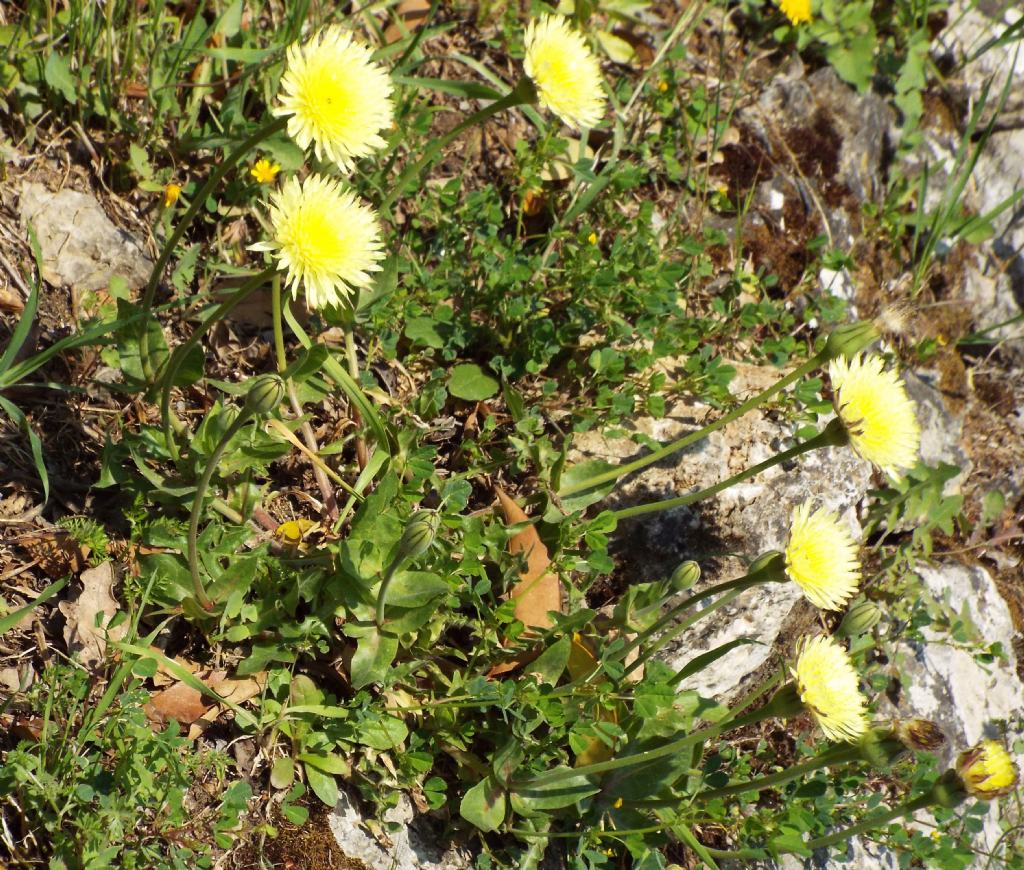 Asteracea:  Urospermum dalechampii