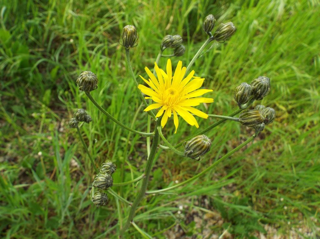 Asteracea da identificare:  Crepis vesicaria