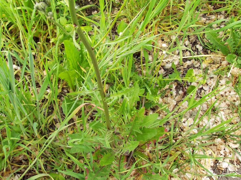 Asteracea da identificare:  Crepis vesicaria