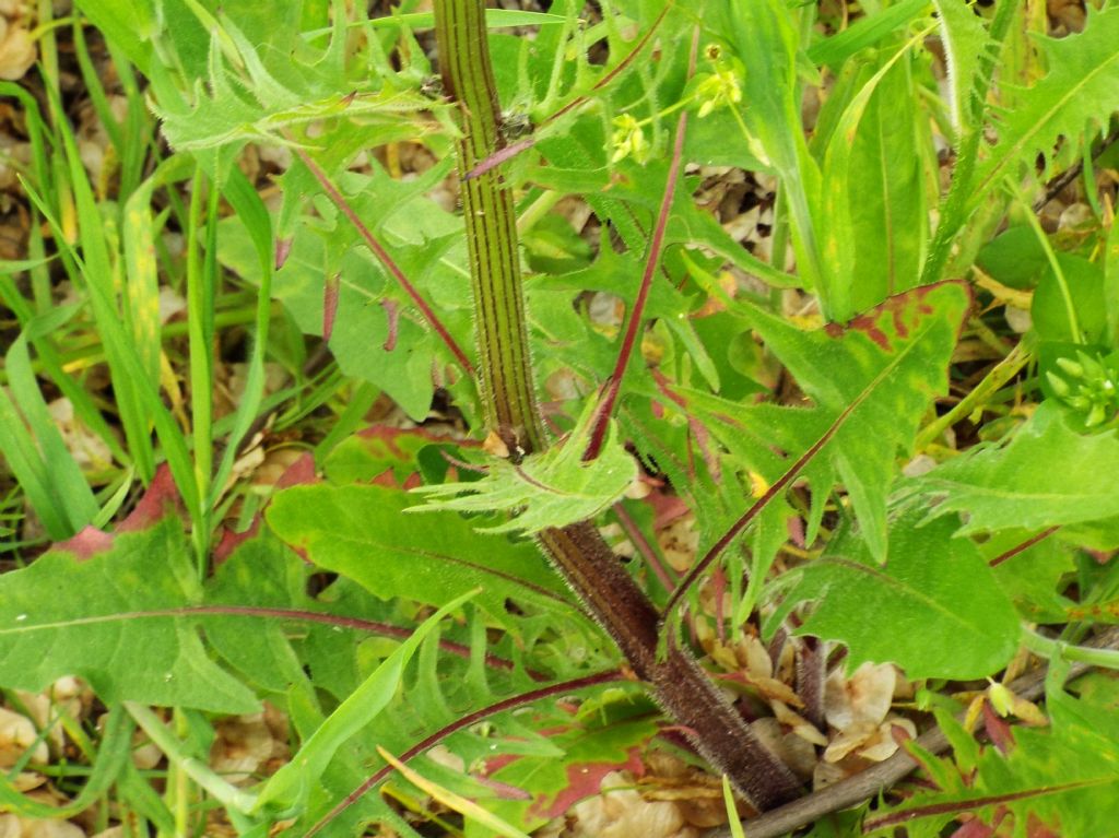 Asteracea da identificare:  Crepis vesicaria