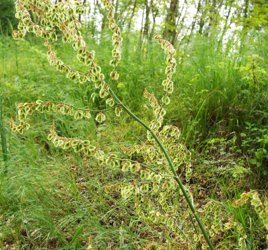 Rumex acetosa  (Polygonaceae)