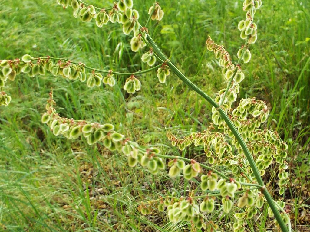 Rumex acetosa  (Polygonaceae)