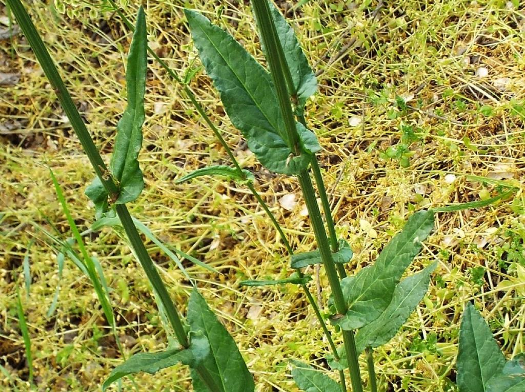 Rumex acetosa  (Polygonaceae)