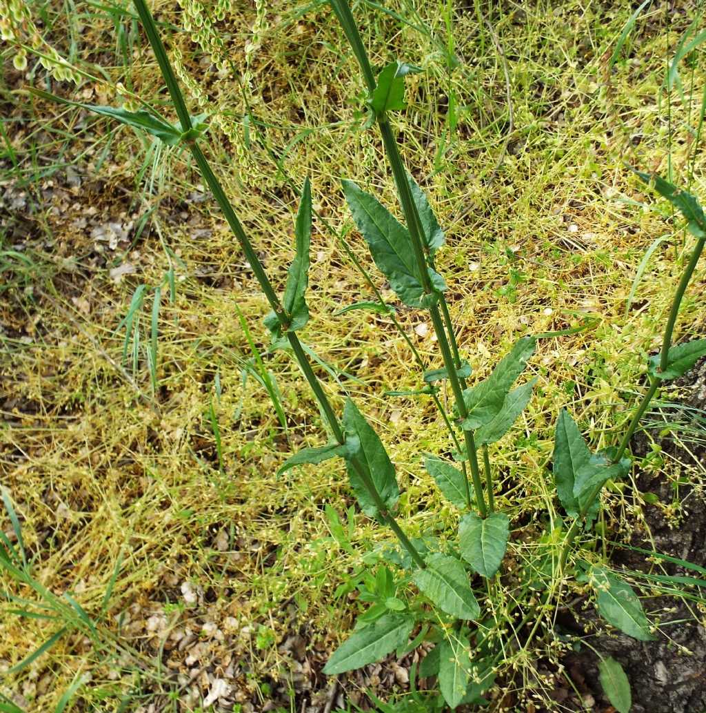 Rumex acetosa  (Polygonaceae)