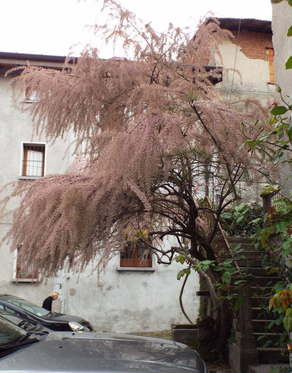 Tamarix cfr. parviflora (Caryophyllales-Tamaricaceae)