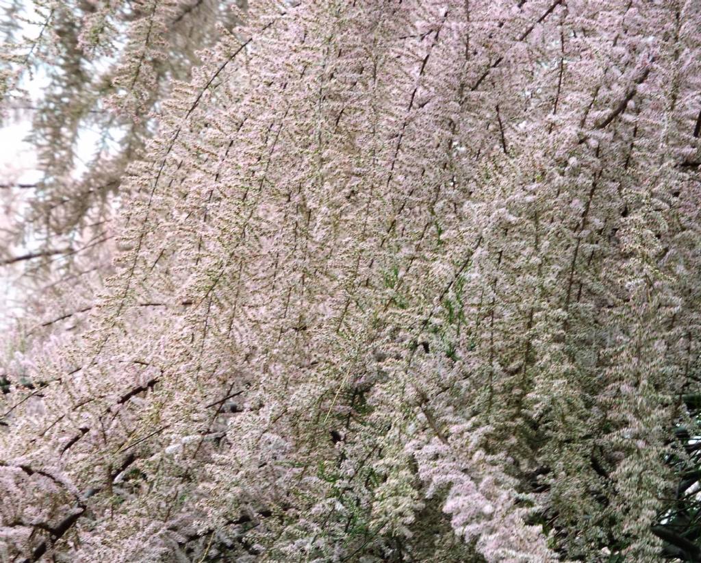 Tamarix cfr. parviflora (Caryophyllales-Tamaricaceae)