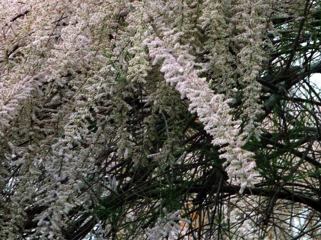 Tamarix cfr. parviflora (Caryophyllales-Tamaricaceae)