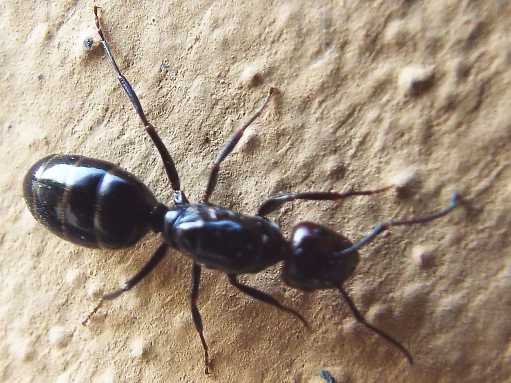 Grossa formica su un muro: regina di Camponotus lateralis