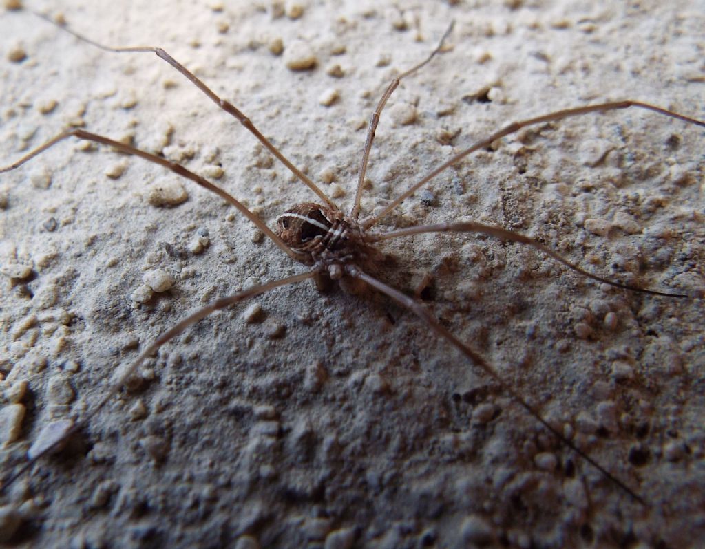 Metaphalangium sp. (Phalangiidae), femmina