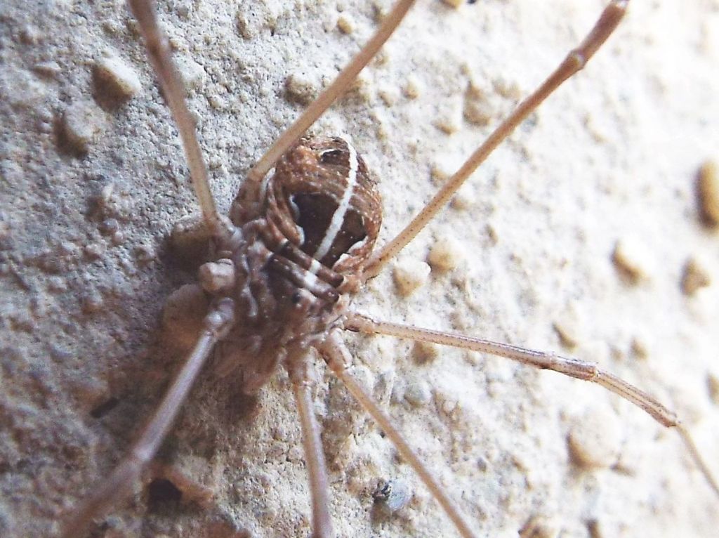 Metaphalangium sp. (Phalangiidae), femmina