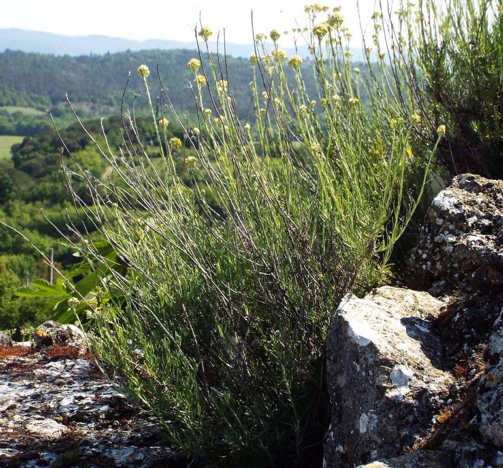 Helichrysum cfr. italicum (Asteraceae)