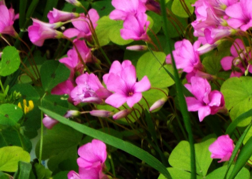 Oxalis articulata (Oxalidaceae) [e  Medicago arabica (Fabaceae)]