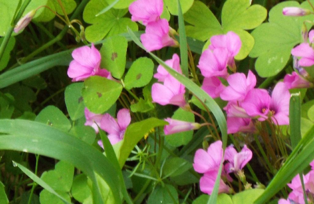 Oxalis articulata (Oxalidaceae) [e  Medicago arabica (Fabaceae)]