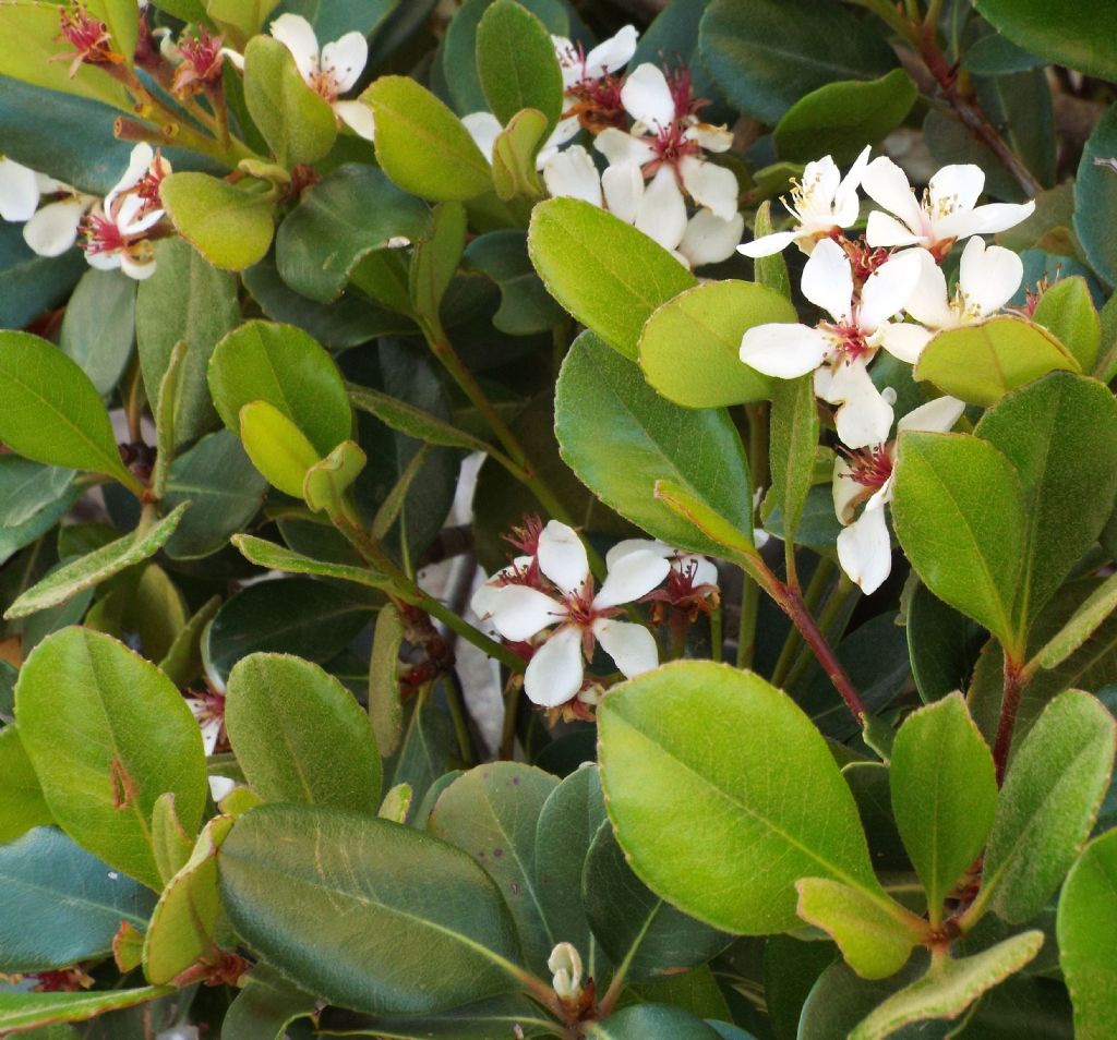 Rhaphiolepis umbellata fo. ovata (Rosaceae)