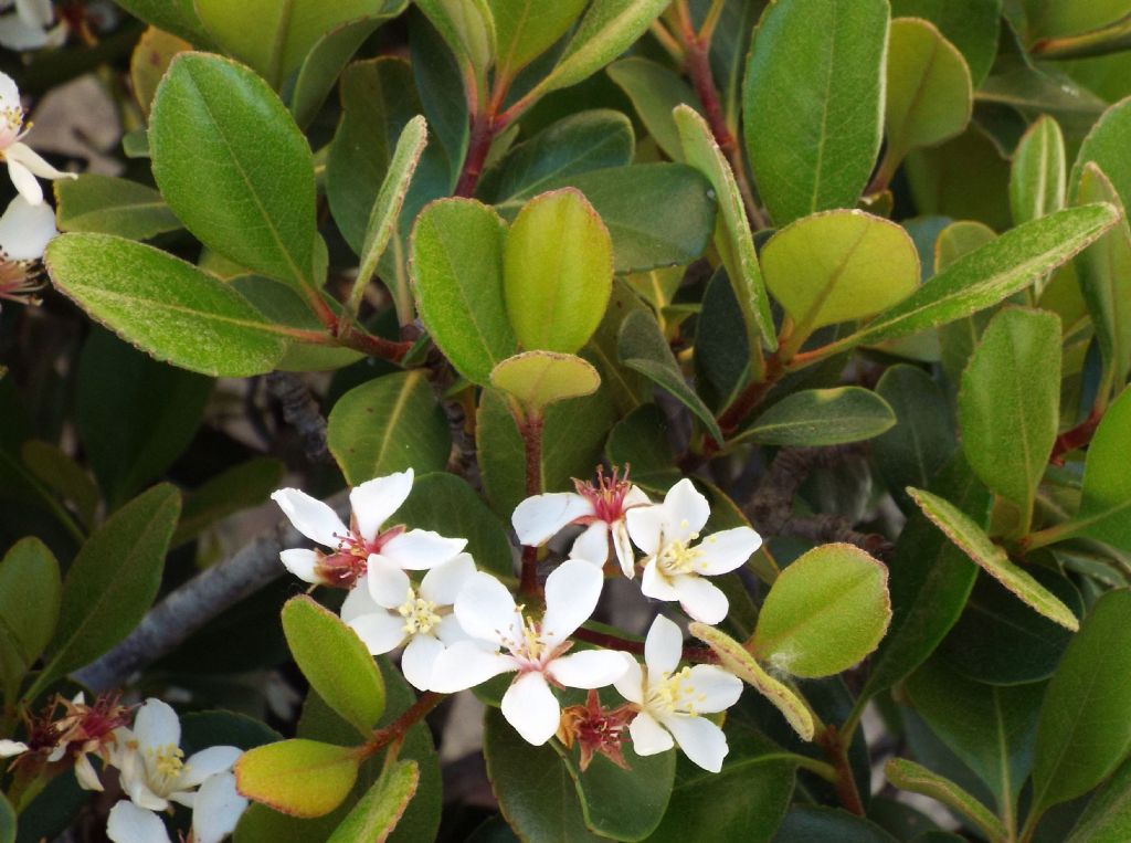 Rhaphiolepis umbellata fo. ovata (Rosaceae)