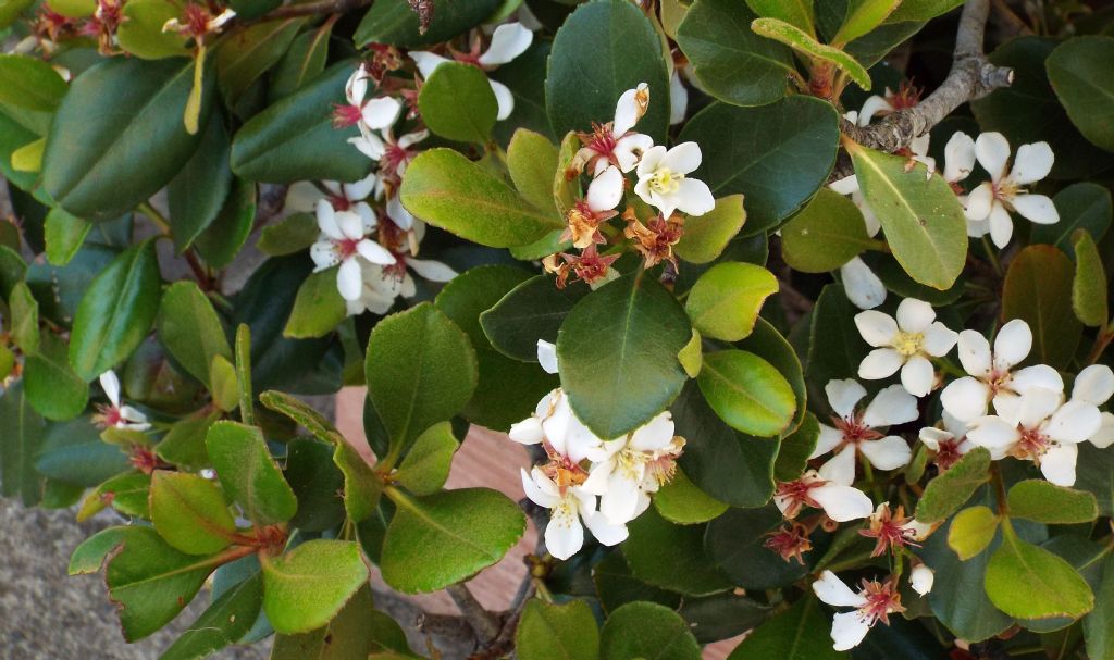 Rhaphiolepis umbellata fo. ovata (Rosaceae)