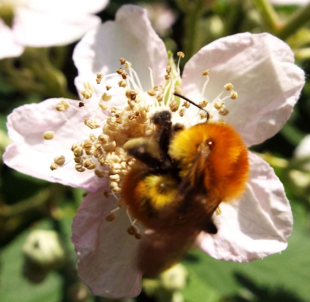 Bombus cfr. pascuorum