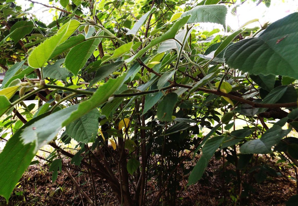 Broussonetia papyrifera / Gelso da carta