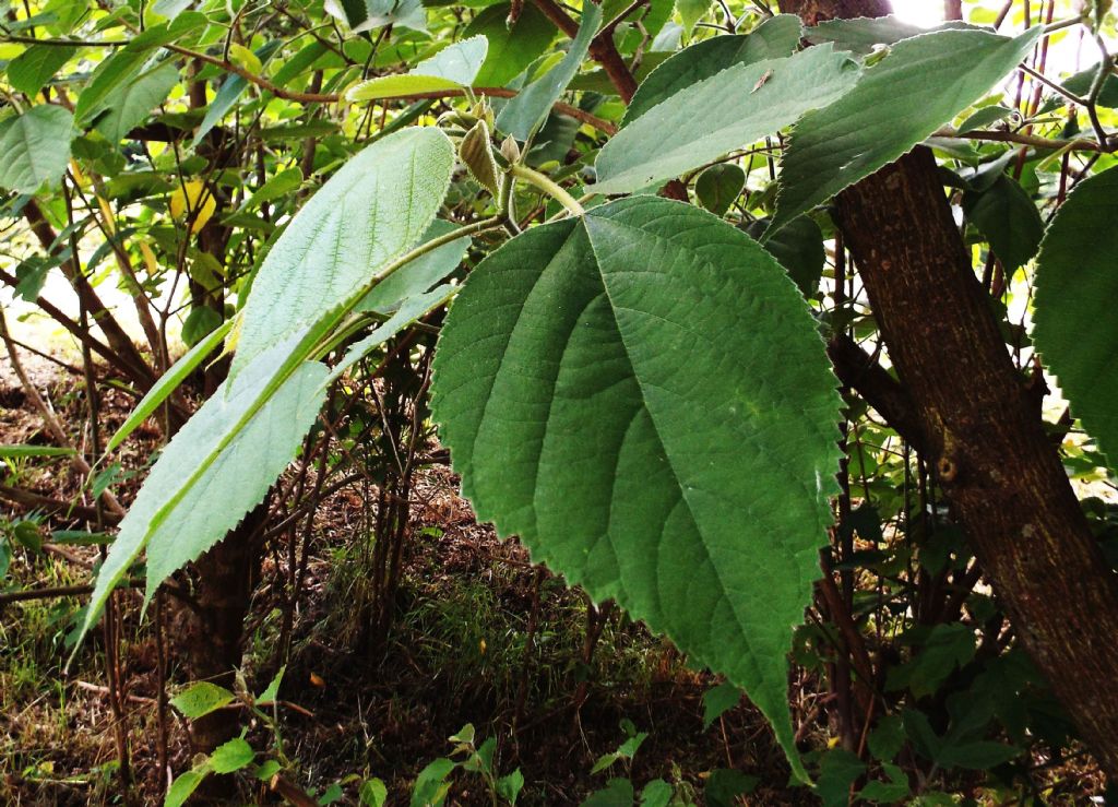 Broussonetia papyrifera / Gelso da carta