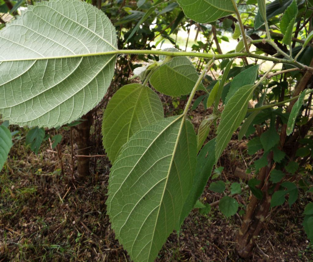 Broussonetia papyrifera / Gelso da carta