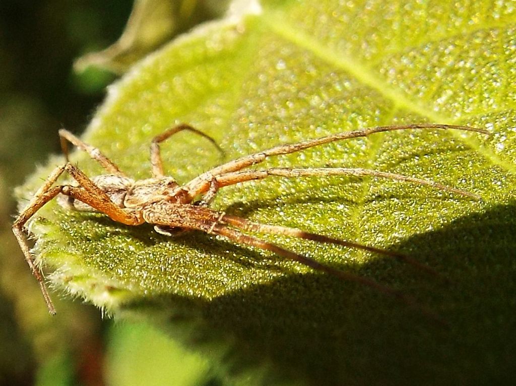 Philodromidae: Philodromus sp, maschio  -  Milano