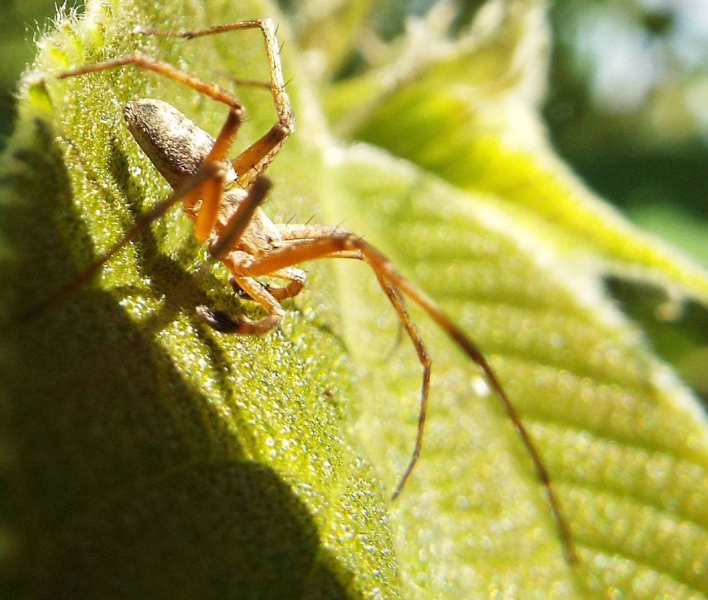 Philodromidae: Philodromus sp, maschio  -  Milano