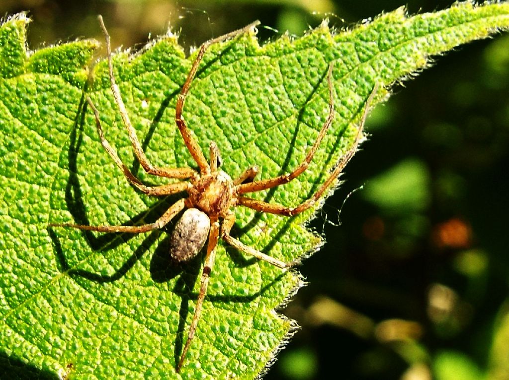 Philodromidae: Philodromus sp, maschio  -  Milano