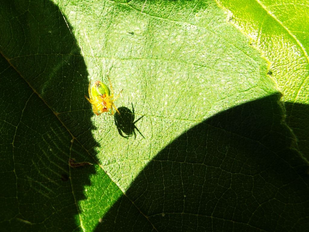 Araniella opisthographa - Milano