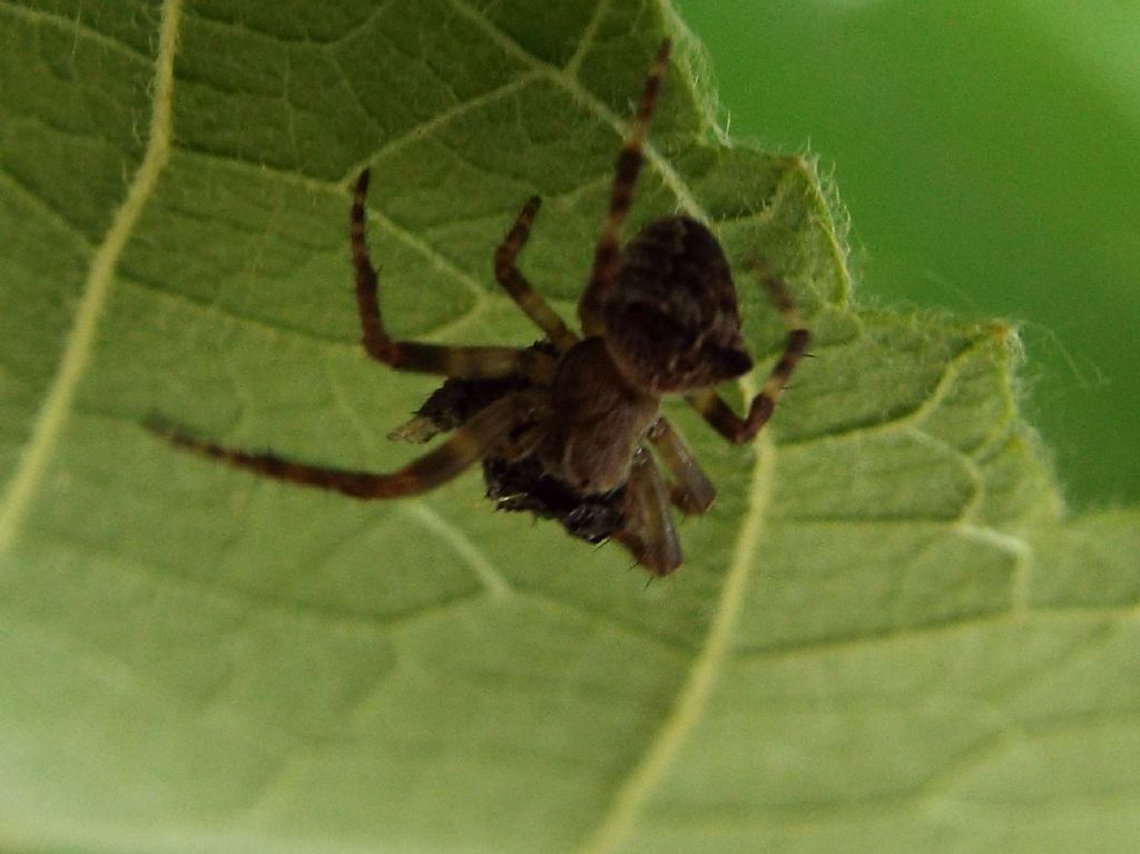 Araneus angulatus (con preda)  -  Milano