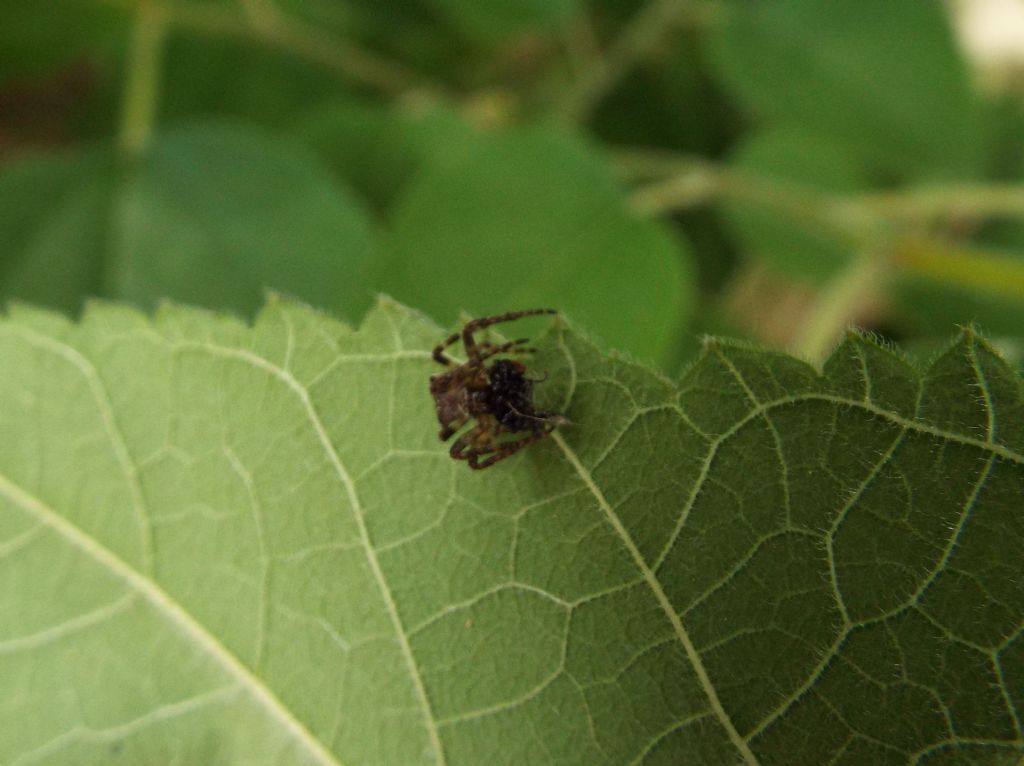 Araneus angulatus (con preda)  -  Milano