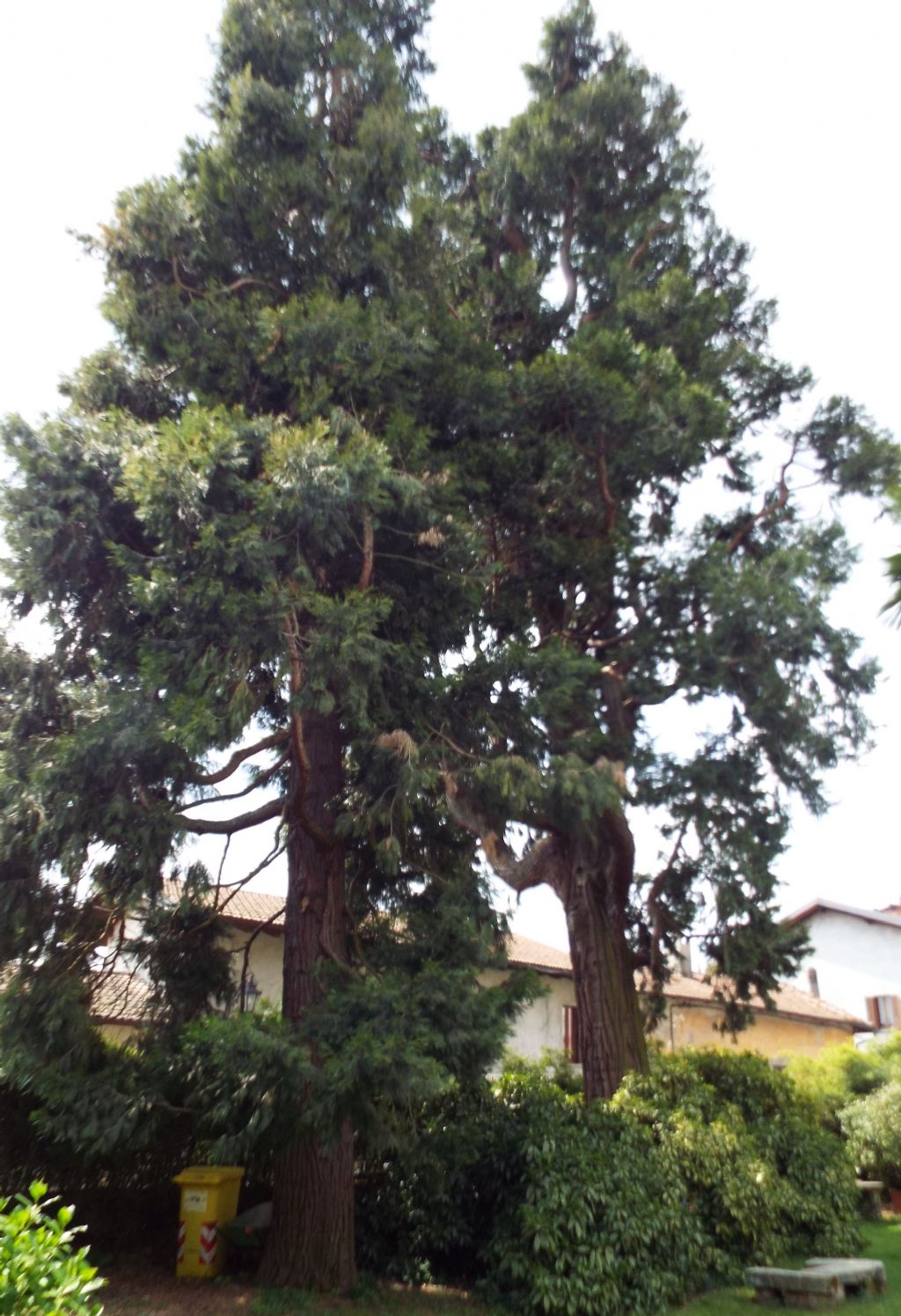 Calocedrus decurrens / Cedro della California (Cupressaceae)