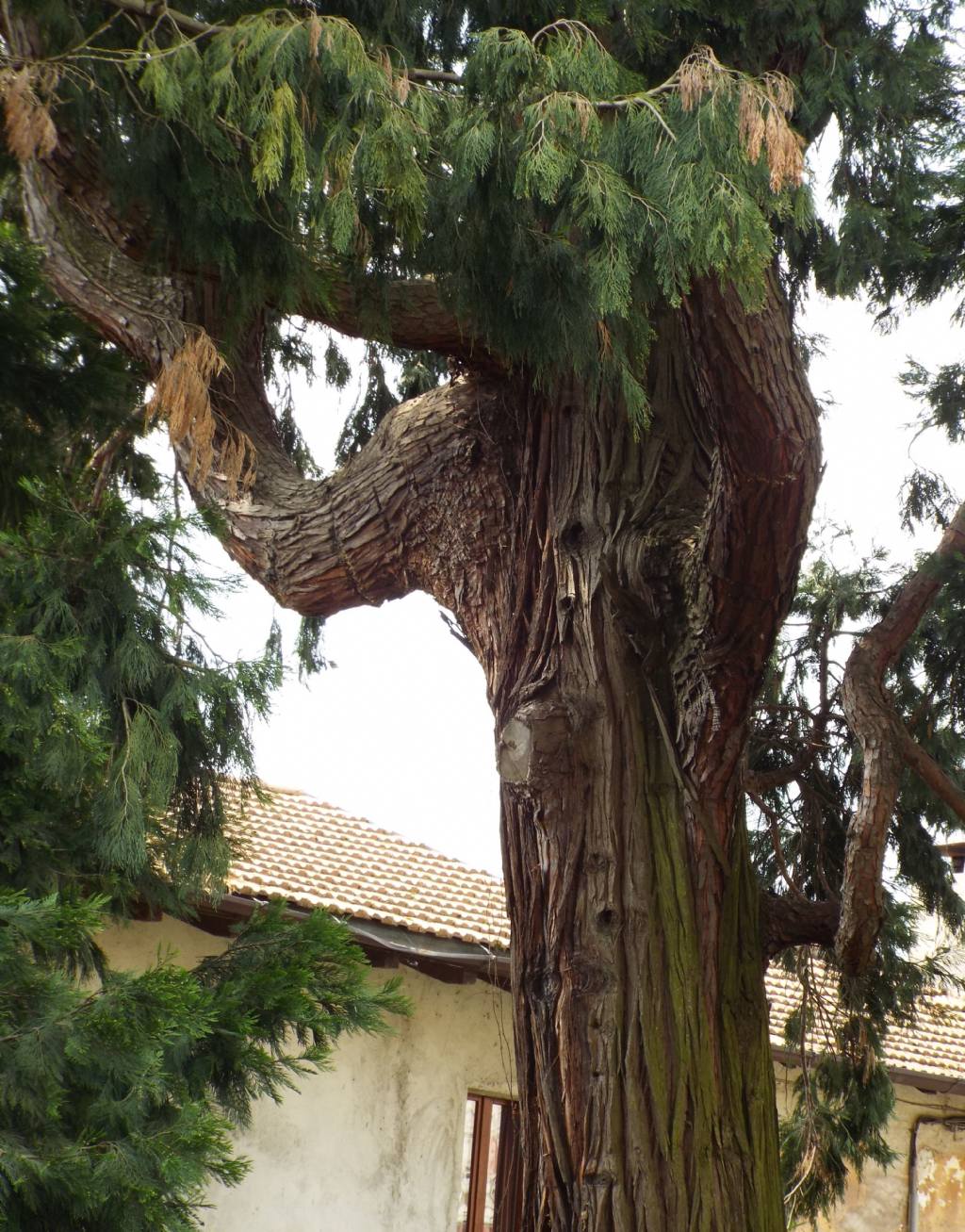 Calocedrus decurrens / Cedro della California (Cupressaceae)