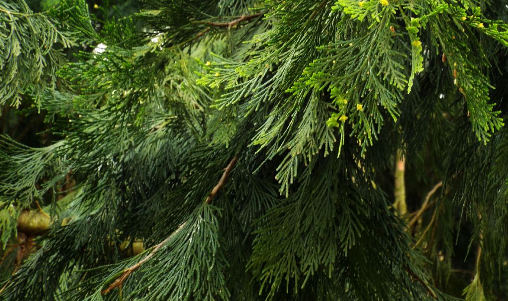 Calocedrus decurrens / Cedro della California (Cupressaceae)