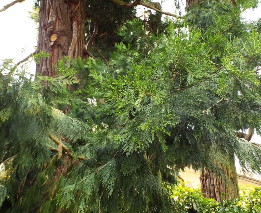 Calocedrus decurrens / Cedro della California (Cupressaceae)