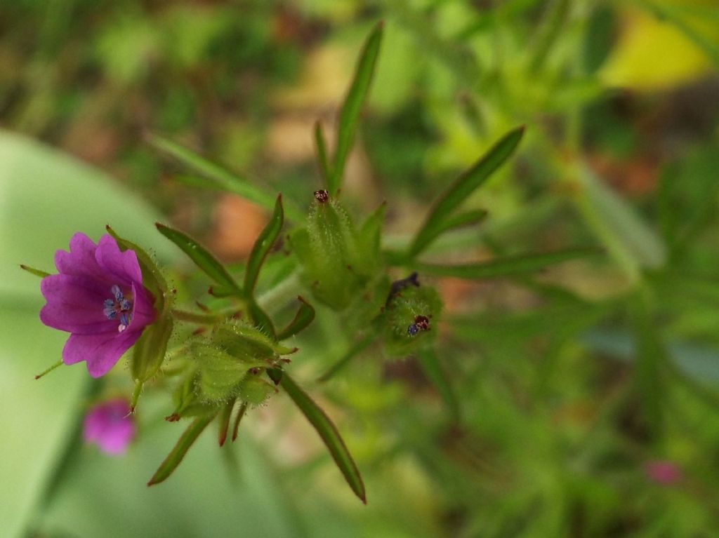 Geranium dissectum  (Geraniaceae)