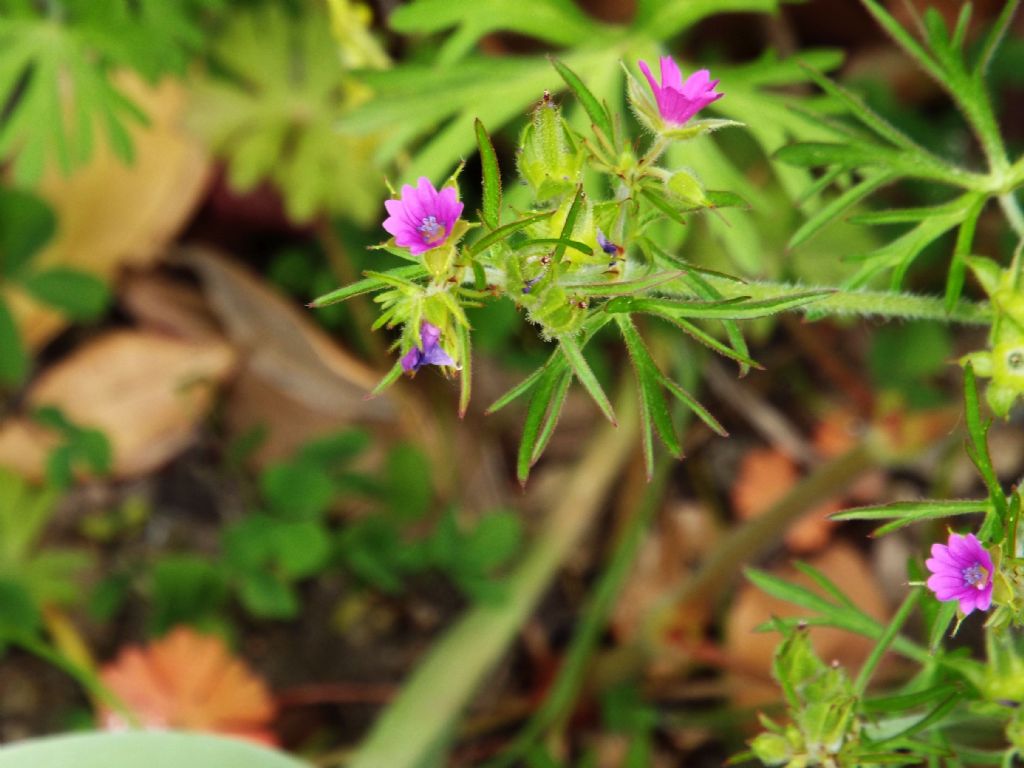 Geranium dissectum  (Geraniaceae)