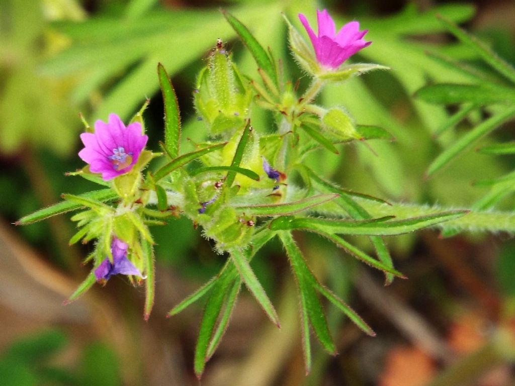 Geranium dissectum  (Geraniaceae)