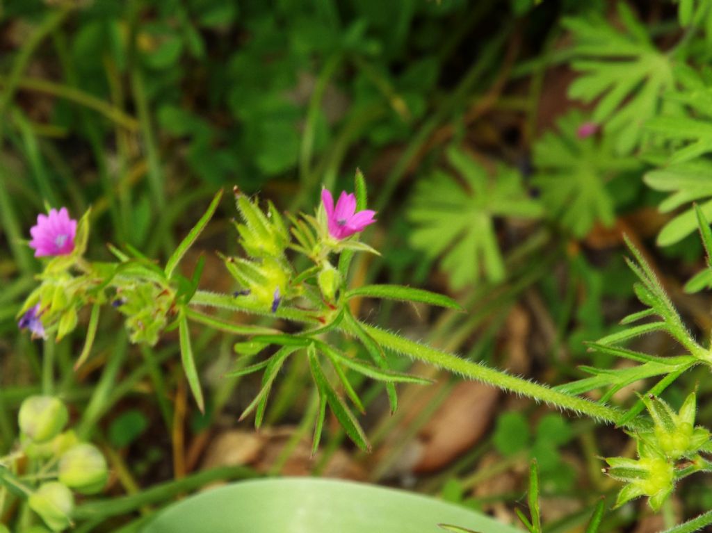 Geranium dissectum  (Geraniaceae)