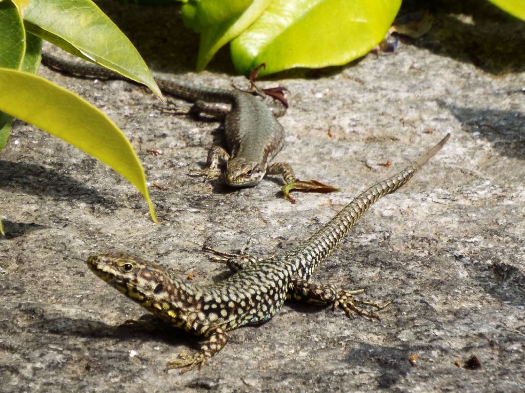 Podarcis muralis