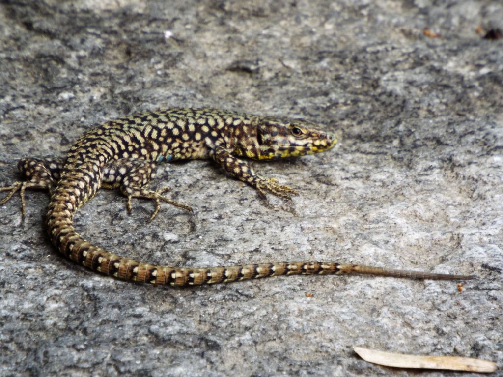 Podarcis muralis