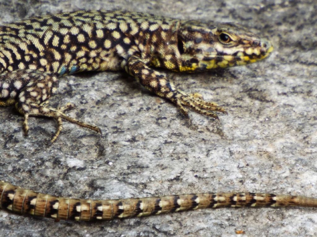 Podarcis muralis